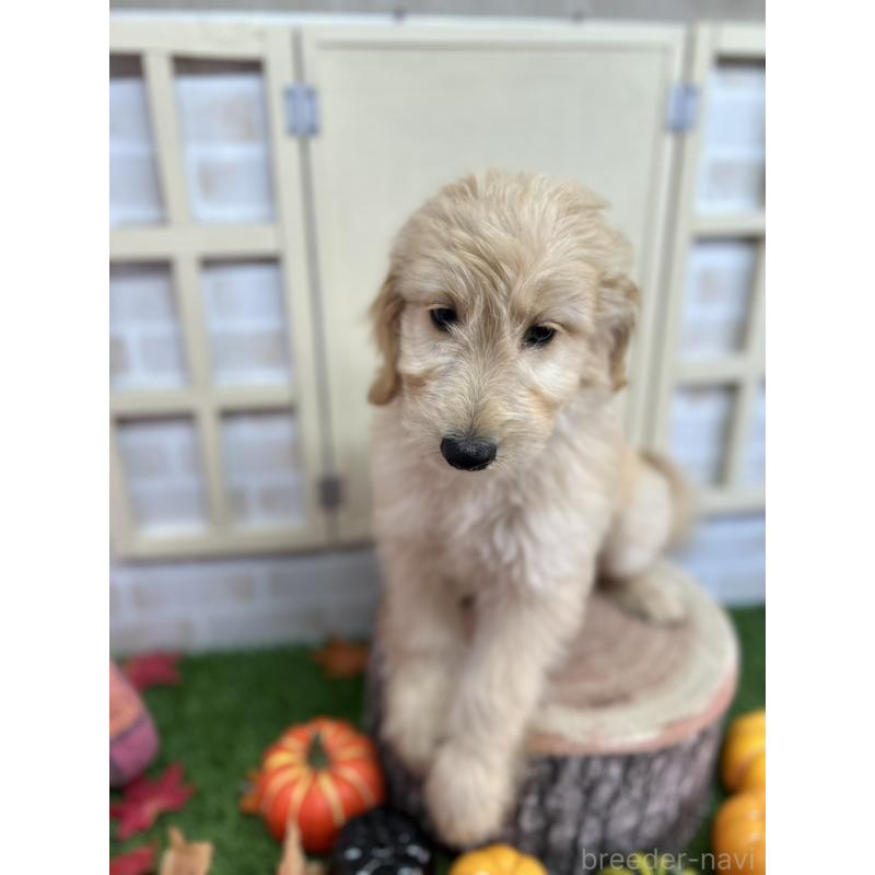 販売中の北海道のゴールデンドゥードル:ゴールデンレトリーバー×プードル-412457の8枚目