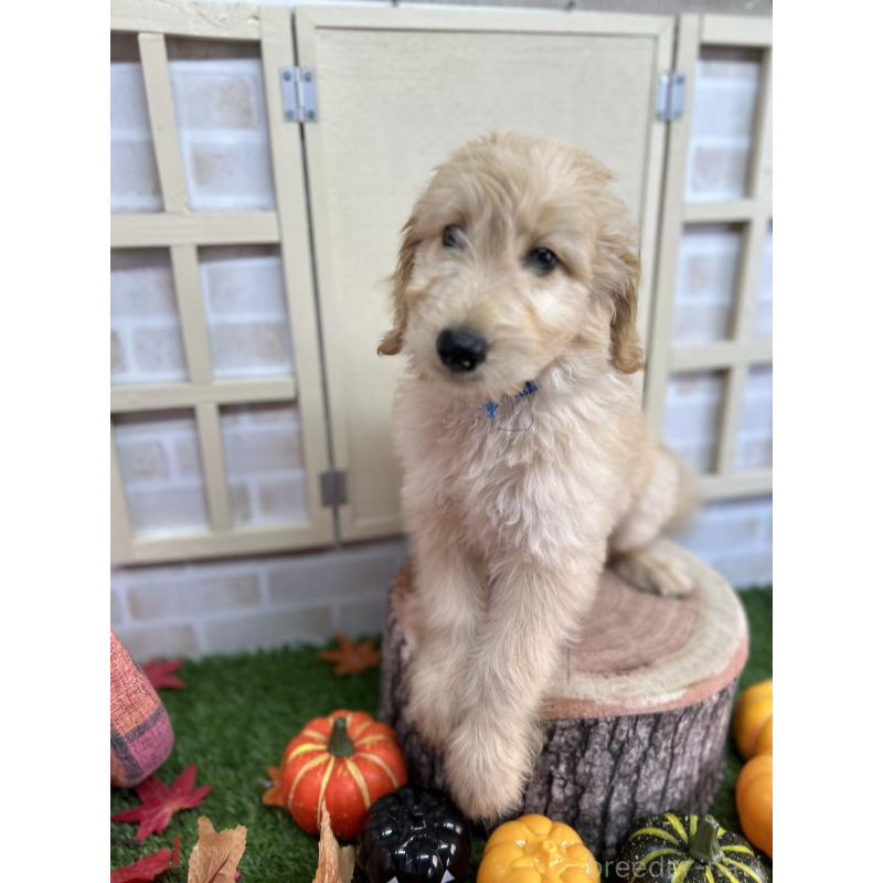 販売中の北海道のゴールデンドゥードル:ゴールデンレトリーバー×プードル-412457の7枚目