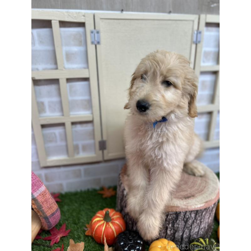 販売中の北海道のゴールデンドゥードル:ゴールデンレトリーバー×プードル-412457の6枚目