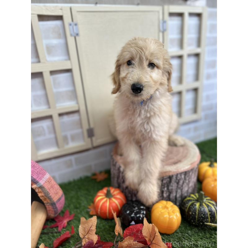 販売中ののゴールデンドゥードル:ゴールデンレトリーバー×プードル-412457