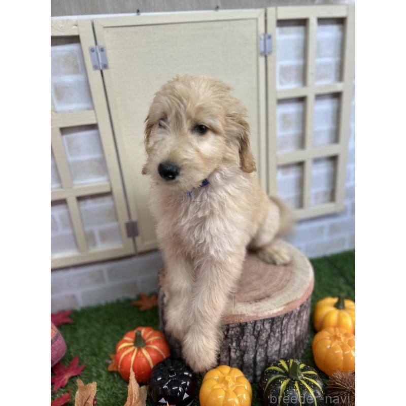 販売中の北海道のゴールデンドゥードル:ゴールデンレトリーバー×プードル-412457の4枚目