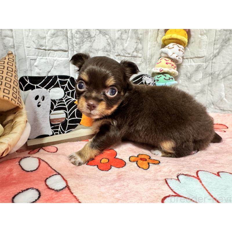 販売中の茨城県のチワワ(ロングコート)-419762