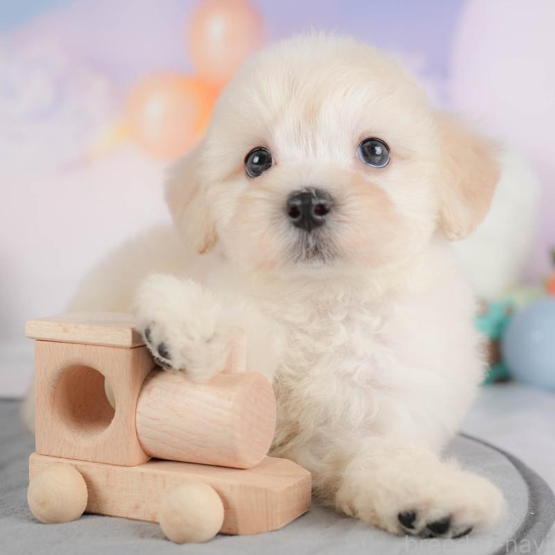 販売中の埼玉県のマルプー:マルチーズ×トイプードル-422861の1枚目