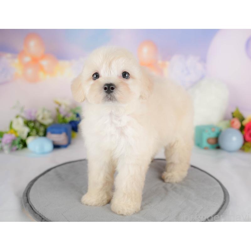 販売中の埼玉県のマルプー:マルチーズ×トイプードル-422861の9枚目