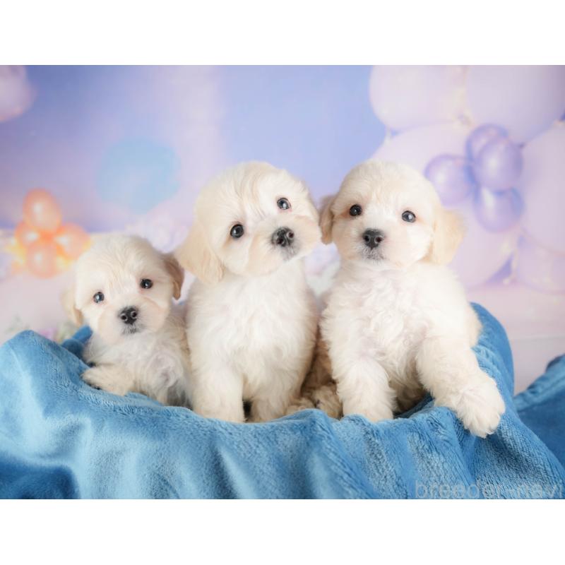 販売中の埼玉県のマルプー:マルチーズ×トイプードル-422861の8枚目