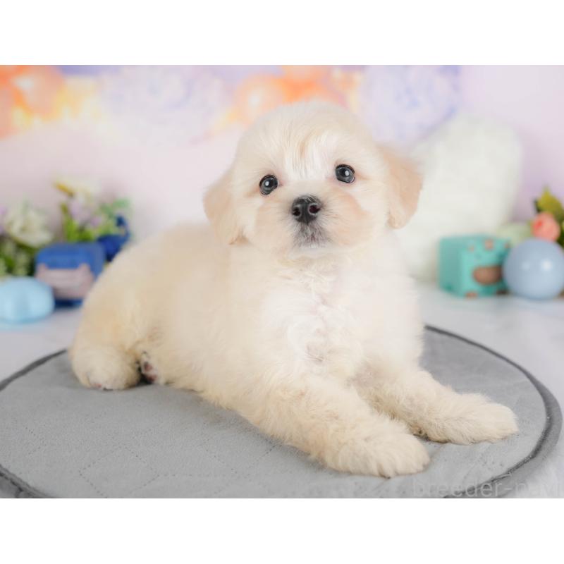 販売中の埼玉県のマルプー:マルチーズ×トイプードル-422861の7枚目
