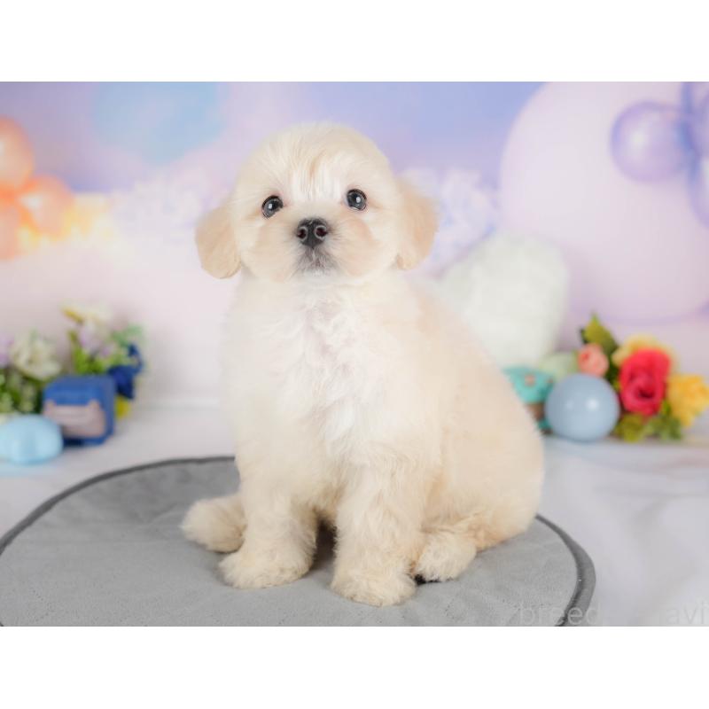 販売中の埼玉県のマルプー:マルチーズ×トイプードル-422861の6枚目