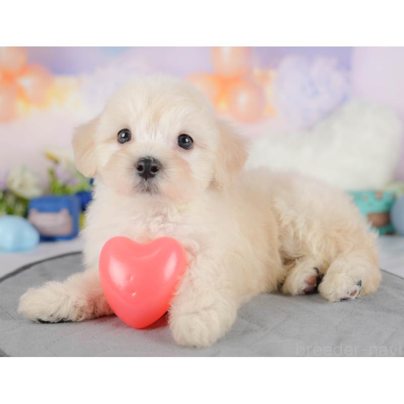 販売中の埼玉県のマルプー:マルチーズ×トイプードル-422861の5枚目