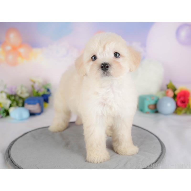 販売中の埼玉県のマルプー:マルチーズ×トイプードル-422861の4枚目