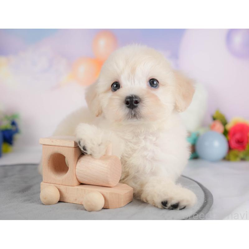 販売中の埼玉県のマルプー:マルチーズ×トイプードル-422861の3枚目