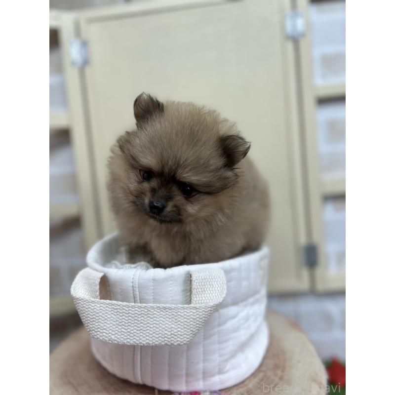 販売中の北海道のポメラニアン-414273