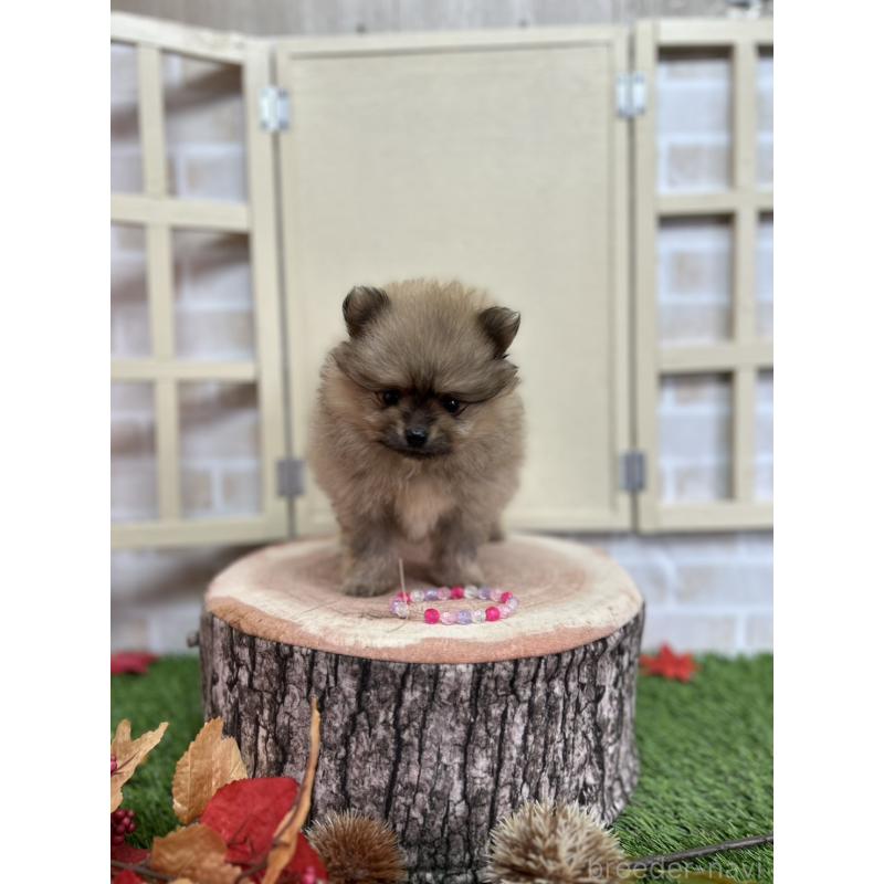 販売中の北海道のポメラニアン-414273の4枚目