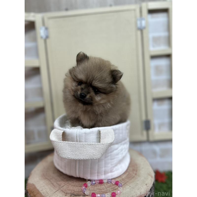 販売中の北海道のポメラニアン-414273の3枚目