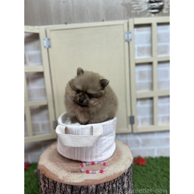 販売中の北海道のポメラニアン-414273の2枚目