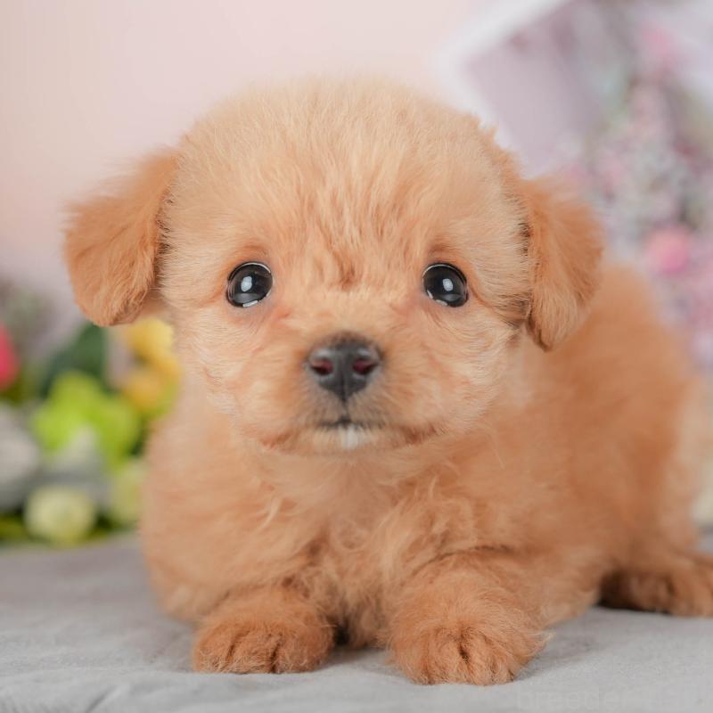 販売中の埼玉県のチワプー:チワワ×トイプードル-422860