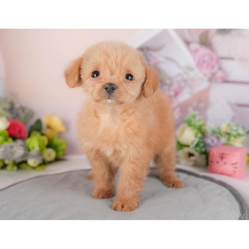 販売中の埼玉県のチワプー:チワワ×トイプードル-422860の10枚目