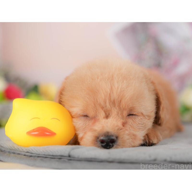 販売中の埼玉県のチワプー:チワワ×トイプードル-422860の8枚目