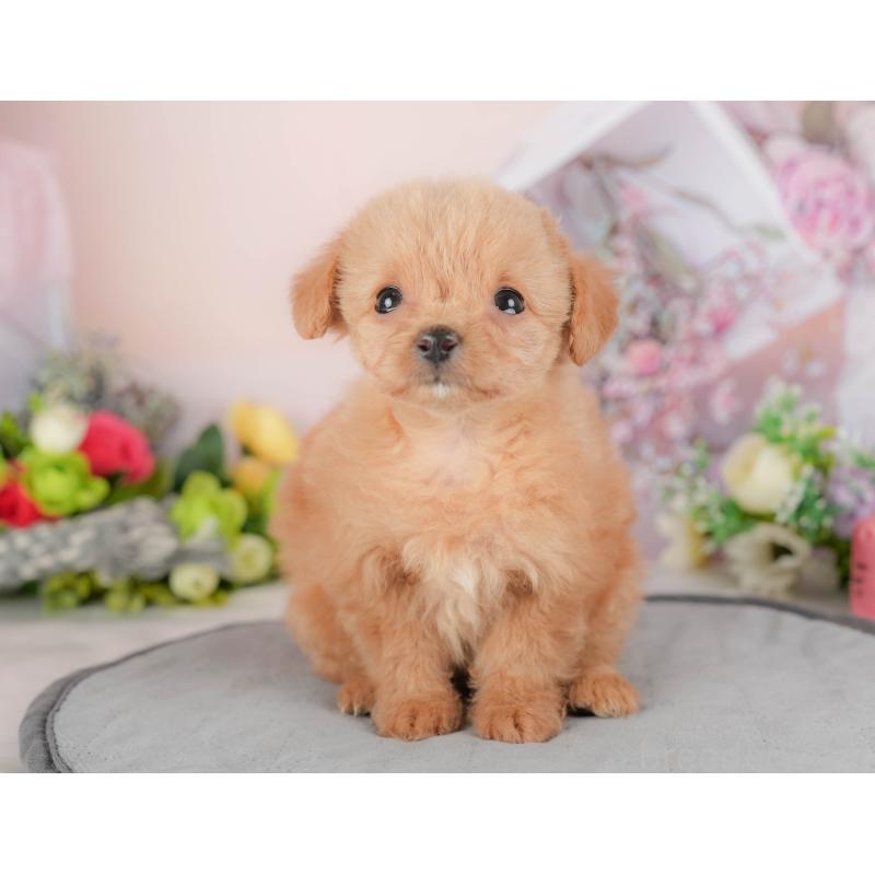 販売中の埼玉県のチワプー:チワワ×トイプードル-422860の7枚目