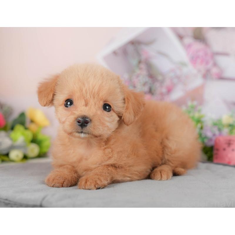 販売中の埼玉県のチワプー:チワワ×トイプードル-422860の6枚目