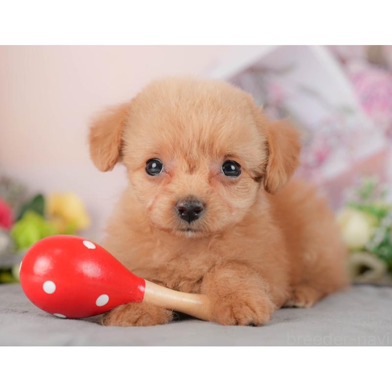 販売中の埼玉県のチワプー:チワワ×トイプードル-422860の4枚目