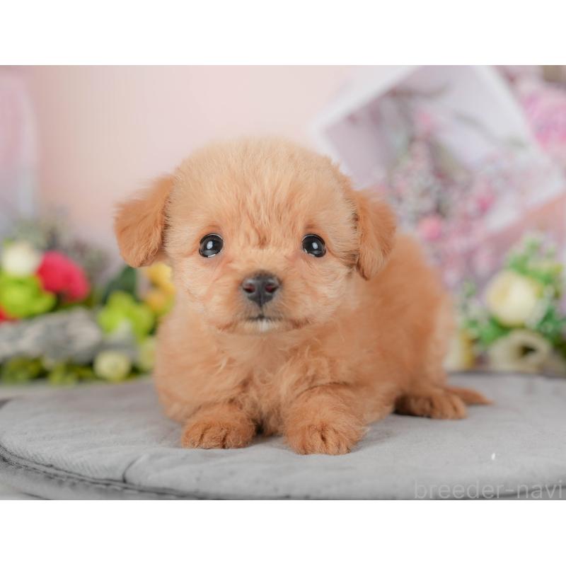 販売中の埼玉県のチワプー:チワワ×トイプードル-422860の3枚目