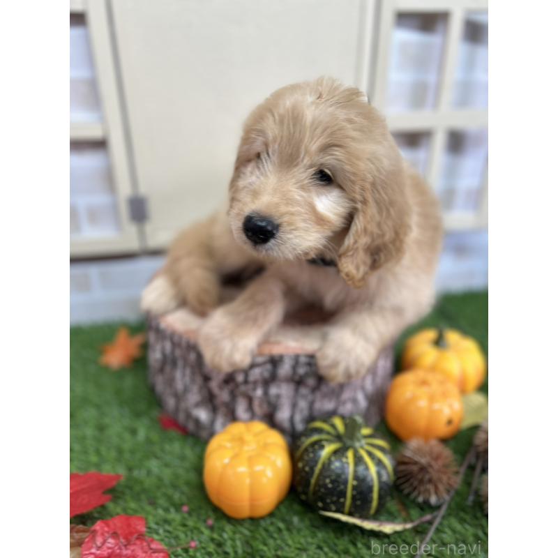 販売中の北海道のゴールデンドゥードル:ゴールデンレトリーバー×プードル-414990の3枚目