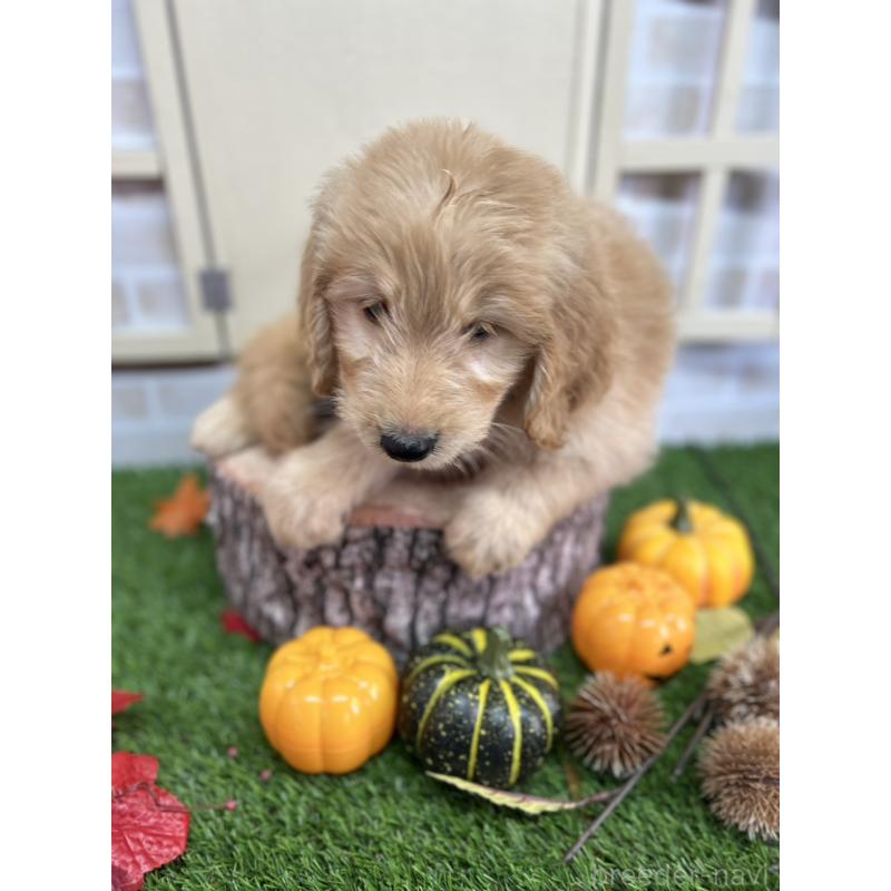 販売中の北海道のゴールデンドゥードル:ゴールデンレトリーバー×プードル-414990の2枚目