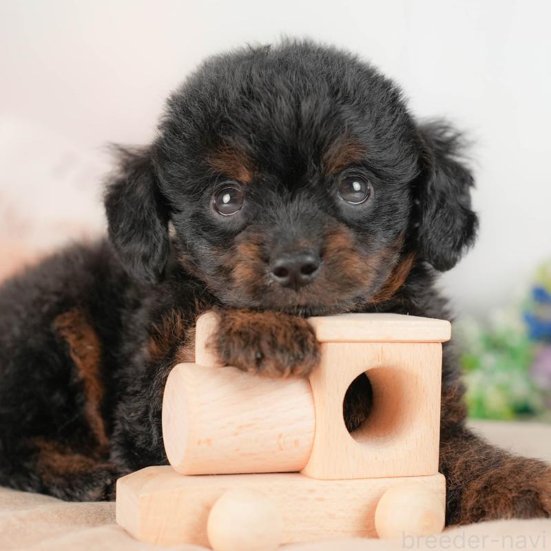 販売中の埼玉県のチワプー:チワワ×トイプードル-422859