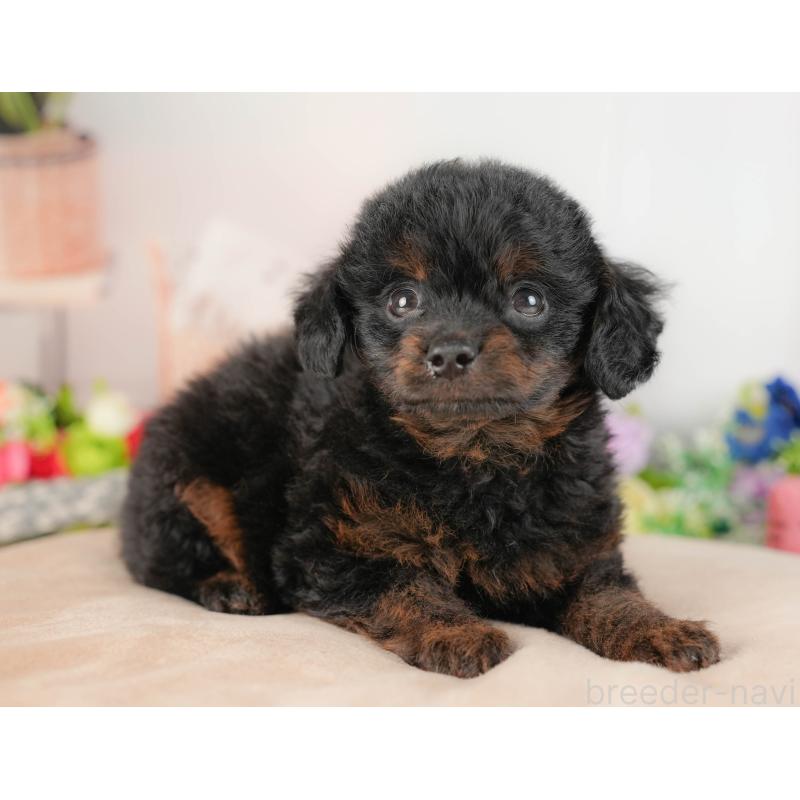 販売中の埼玉県のチワプー:チワワ×トイプードル-422859の10枚目