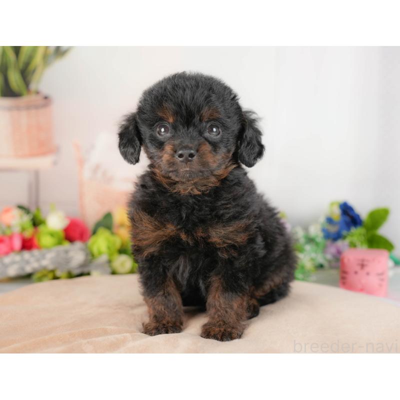 販売中の埼玉県のチワプー:チワワ×トイプードル-422859の9枚目