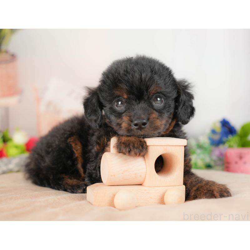 販売中の埼玉県のチワプー:チワワ×トイプードル-422859の7枚目