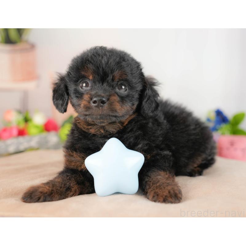 販売中の埼玉県のチワプー:チワワ×トイプードル-422859の6枚目