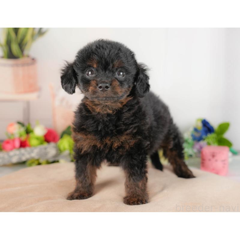 販売中の埼玉県のチワプー:チワワ×トイプードル-422859の5枚目