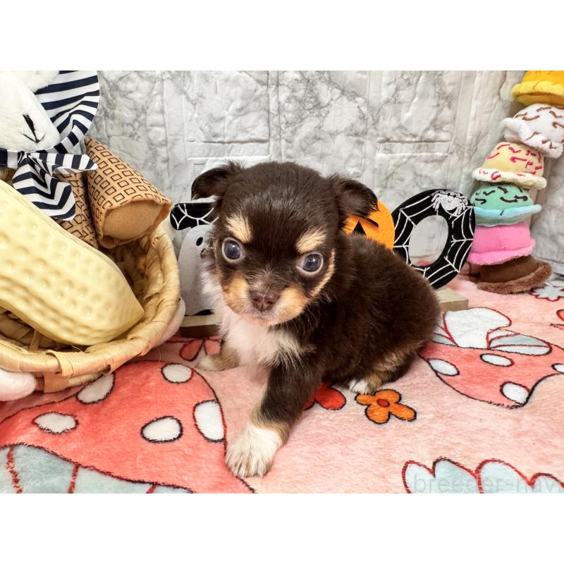 販売中の茨城県のチワワ(ロングコート)-419760