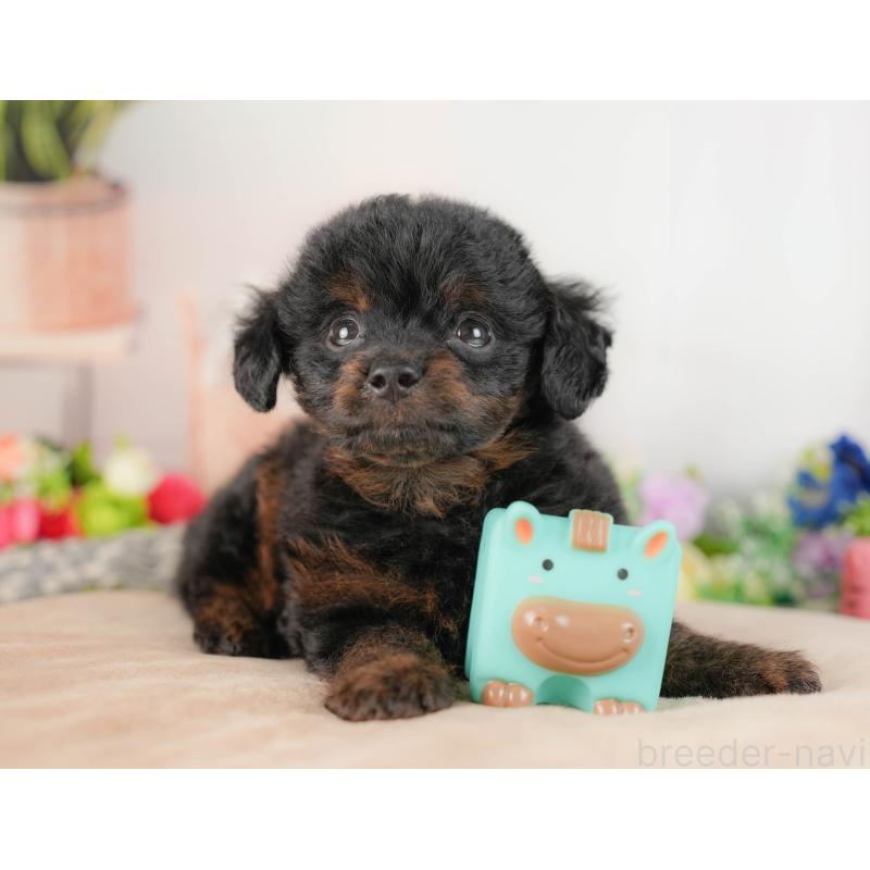 販売中の埼玉県のチワプー:チワワ×トイプードル-422859の4枚目