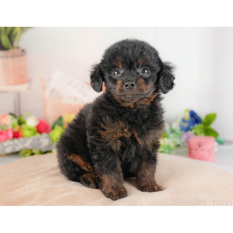 販売中の埼玉県のチワプー:チワワ×トイプードル-422859の3枚目