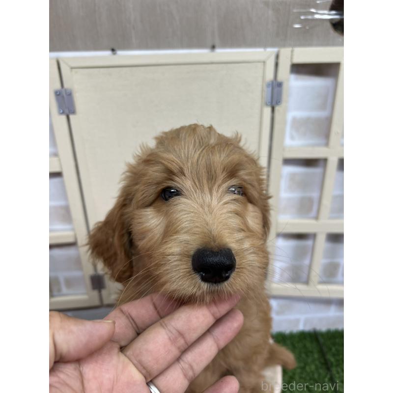 販売中の北海道のゴールデンドゥードル:ゴールデンレトリーバー×プードル-413985の6枚目