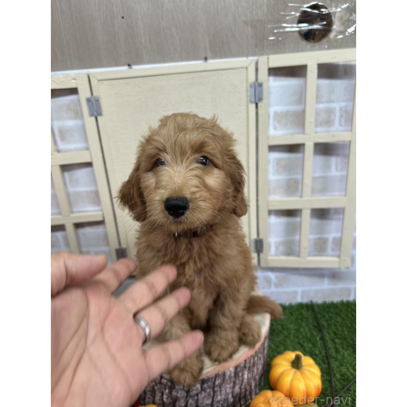 販売中の北海道のゴールデンドゥードル:ゴールデンレトリーバー×プードル-413985の5枚目