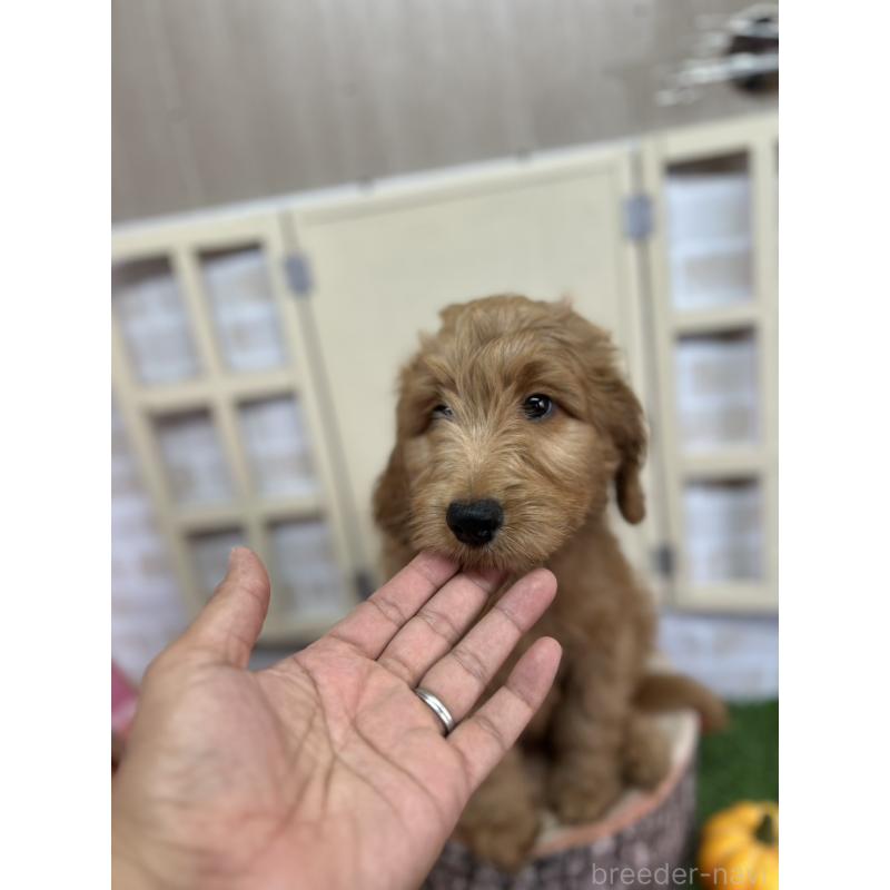 販売中の北海道のゴールデンドゥードル:ゴールデンレトリーバー×プードル-413985の4枚目