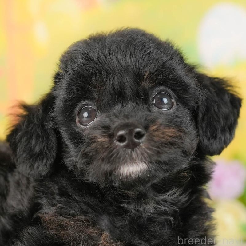 販売中の埼玉県のチワプー:チワワ×トイプードル-422858