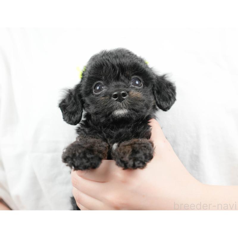 販売中の埼玉県のチワプー:チワワ×トイプードル-422858の10枚目