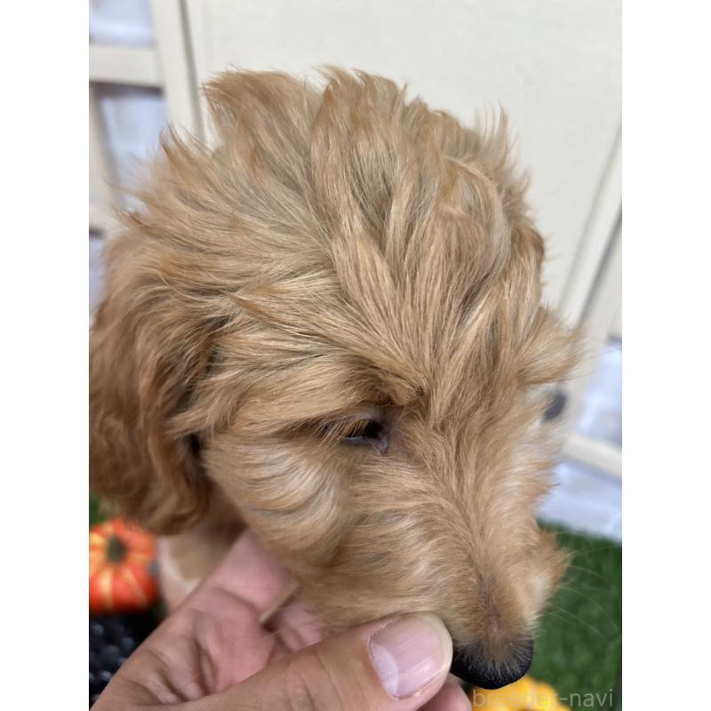 販売中の北海道のゴールデンドゥードル:ゴールデンレトリーバー×プードル-413985の3枚目