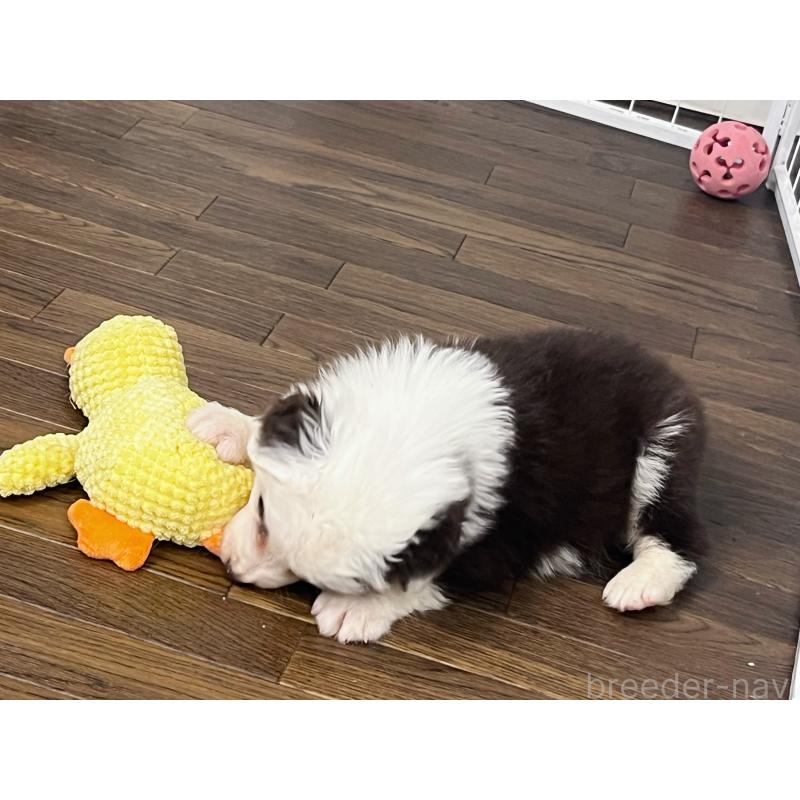 販売中の東京都のボーダーコリー-421887の4枚目