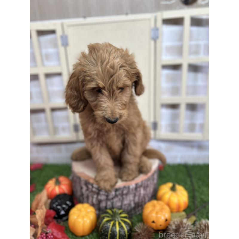 販売中の北海道のゴールデンドゥードル:ゴールデンレトリーバー×プードル-413985の2枚目