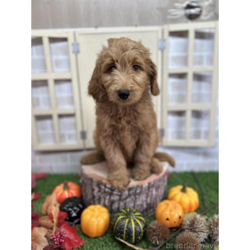 販売中の北海道のゴールデンドゥードル:ゴールデンレトリーバー×プードル-413985