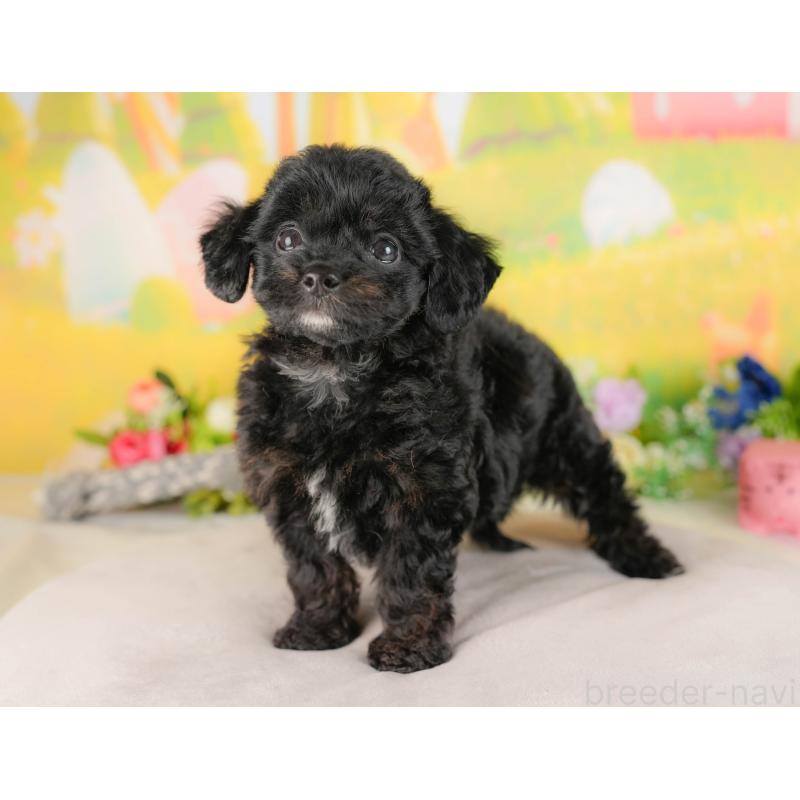 販売中の埼玉県のチワプー:チワワ×トイプードル-422858の9枚目