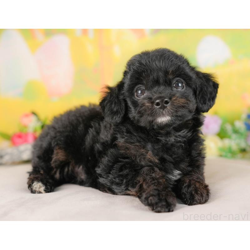 販売中の埼玉県のチワプー:チワワ×トイプードル-422858の7枚目