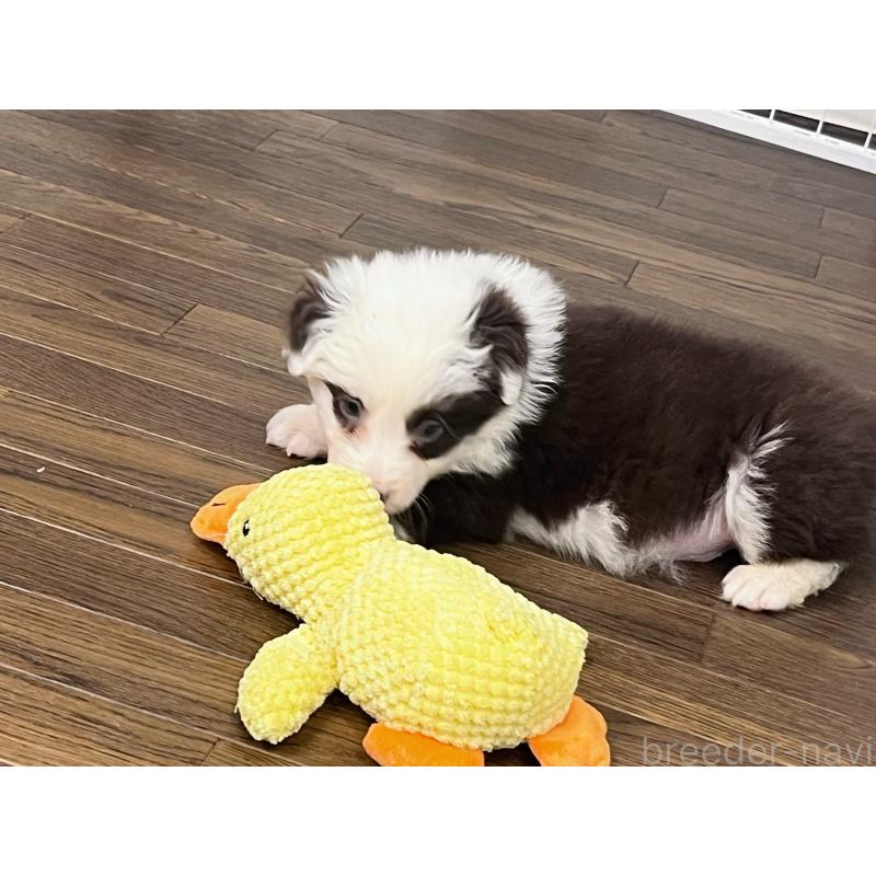 販売中の東京都のボーダーコリー-421887の3枚目