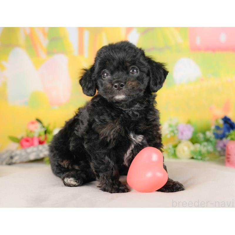 販売中の埼玉県のチワプー:チワワ×トイプードル-422858の6枚目