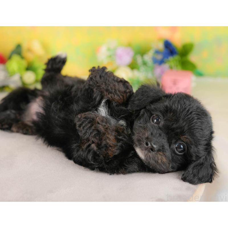 販売中の埼玉県のチワプー:チワワ×トイプードル-422858の5枚目